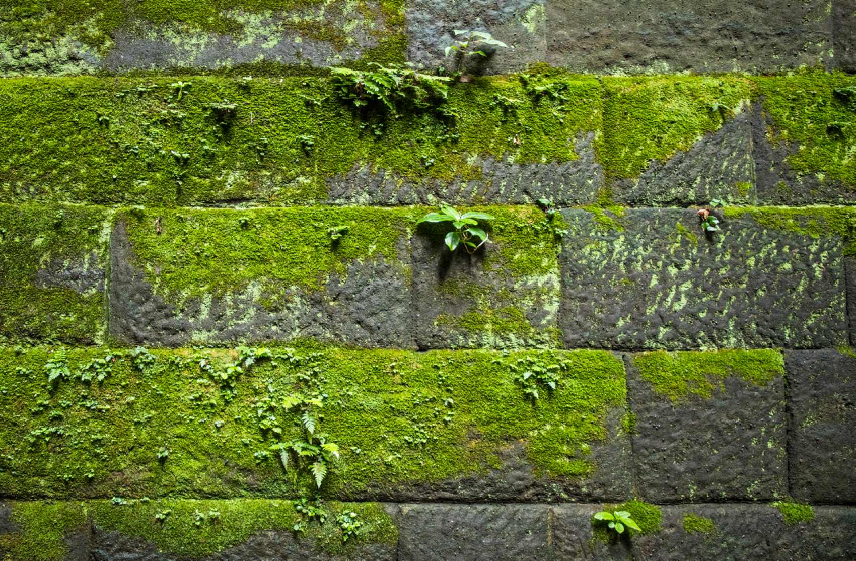 mousse-facade-maison